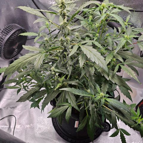Wedding Cake / First Indoor growlog photo: Added cal.mag bud grow and started Clyde bloom