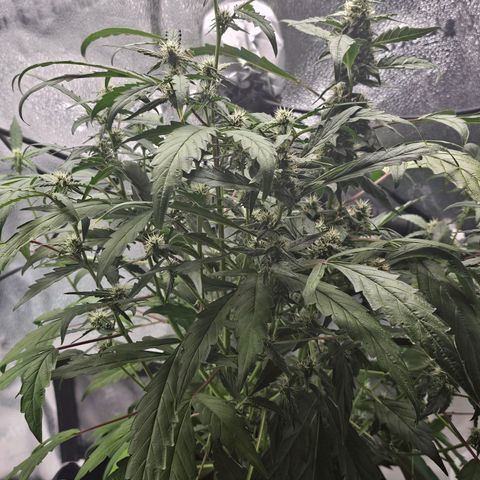 Wedding Cake / First Indoor growlog timeline photo