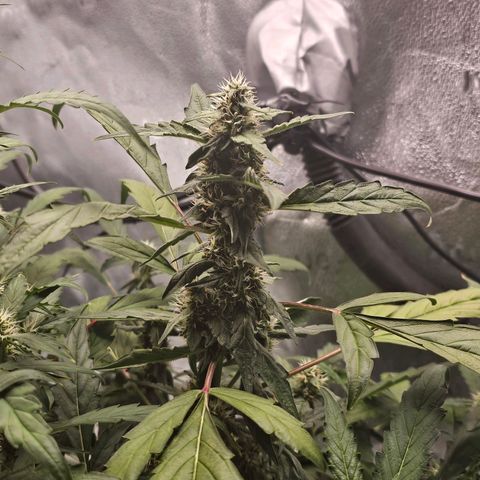 Wedding Cake / First Indoor growlog timeline photo