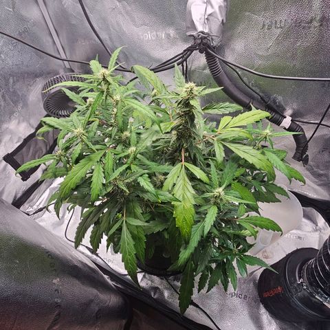 Wedding Cake / First Indoor growlog timeline photo