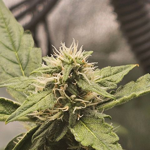 Wedding Cake / First Indoor growlog timeline photo