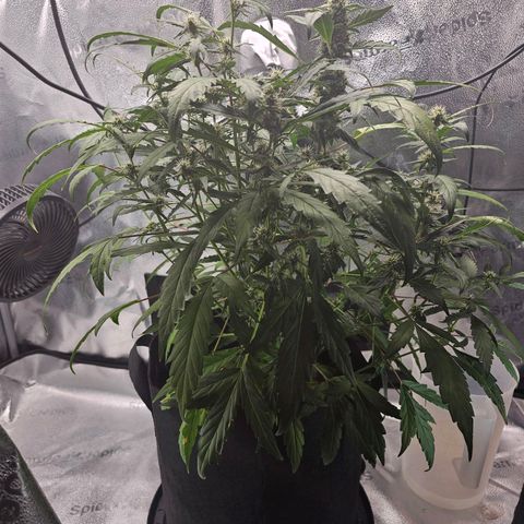 Wedding Cake / First Indoor growlog timeline photo