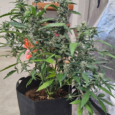 Wedding Cake / First Indoor growlog photo: Added 4ml calmag