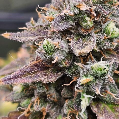 Wedding Cake / First Indoor growlog timeline photo