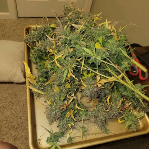 Wedding Cake / First Indoor growlog timeline photo