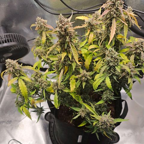 Wedding Cake / First Indoor growlog timeline photo