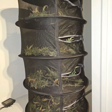 Wedding Cake / First Indoor growlog timeline photo