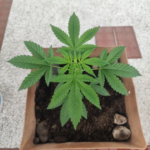 Auto Afgan  growlog timeline photo
