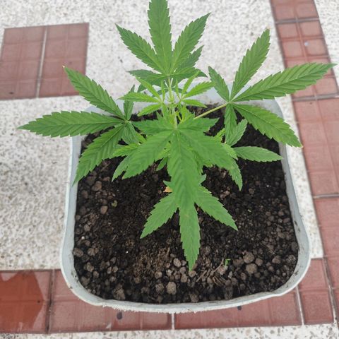 Regular Kush. growlog timeline photo
