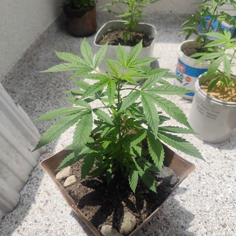 Auto Afgan  growlog timeline photo