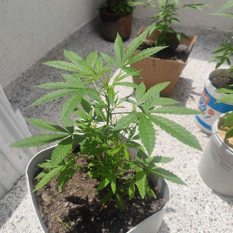 Regular Kush. growlog timeline photo