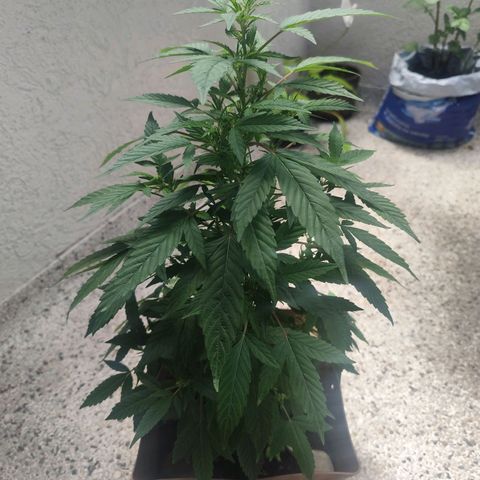Auto Afgan  growlog timeline photo