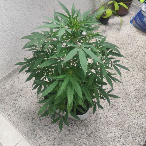 Regular Kush. growlog timeline photo
