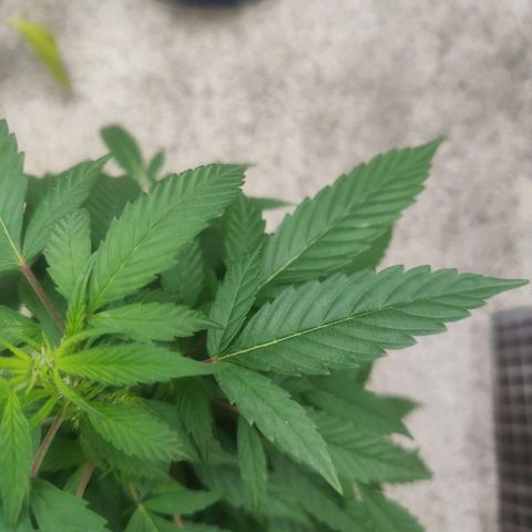 Auto Afgan  growlog photo: Captura de hojas de tres puntas y sus nuevos apices llenos de Pistilos.