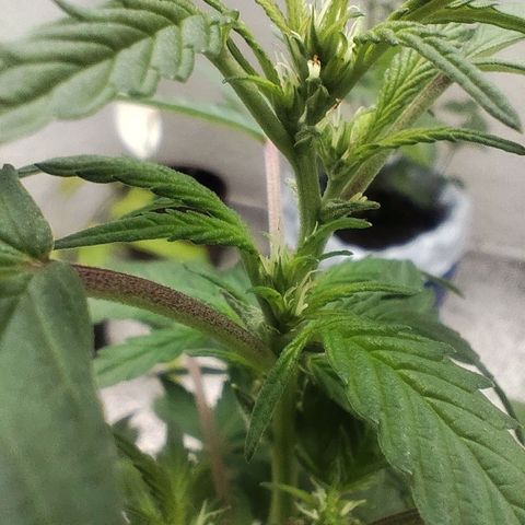 Auto Afgan  growlog photo: Captura de hojas de tres puntas y sus nuevos apices llenos de Pistilos.