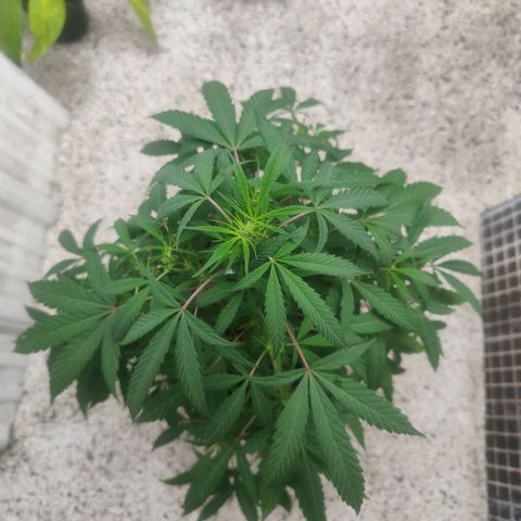 Regular Kush. growlog photo: Captura de follaje y tallos rojos.