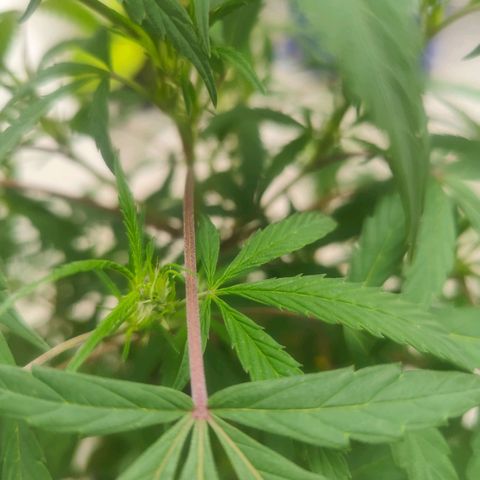 Regular Kush. growlog photo: Captura de follaje y tallos rojos.