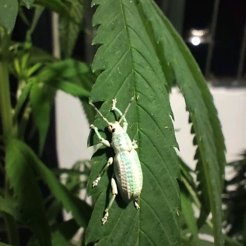 Auto Afgan  growlog photo: Picudo de los sitricos.