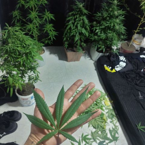 Auto Afgan  growlog photo: Poda realizada para retirar algunas hojas afectadas y para terminar de dar aireación a la planta en su estado de floración.