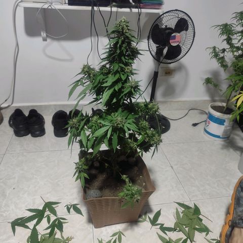 Auto Afgan  growlog photo: Poda final.