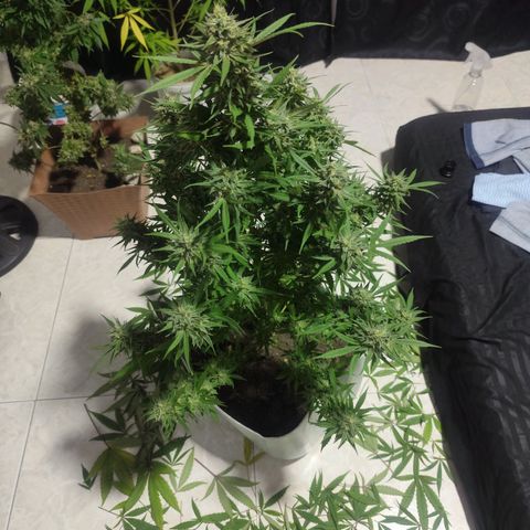 Regular Kush. growlog photo: Poda final para airear la flor y así su cosecha sea más eficaz.