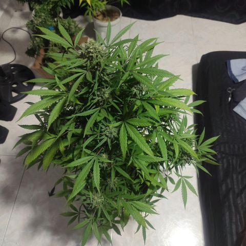 Regular Kush. growlog photo: Poda final para airear la flor y así su cosecha sea más eficaz.