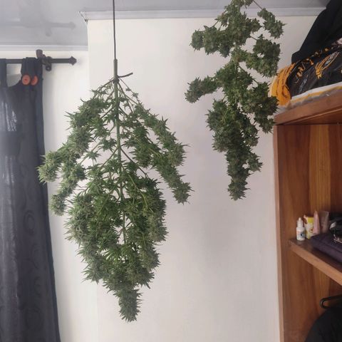 Auto Afgan  growlog photo: Corte de plantas para su posterior secado y curado.