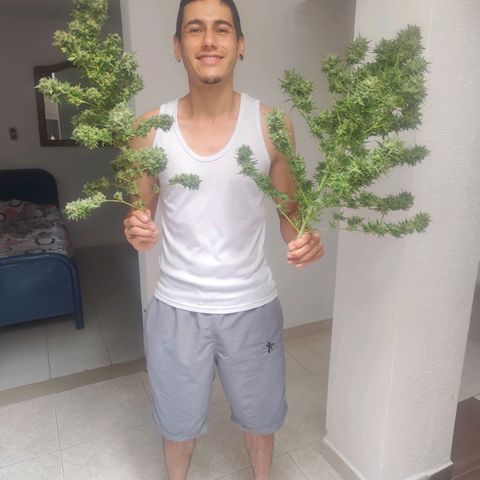 Regular Kush. growlog photo: Poda final obtenido grandes resultados.