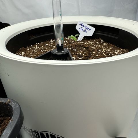 Strawberry Gorilla Auto growlog timeline photo