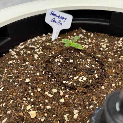 Strawberry Gorilla Auto growlog timeline photo