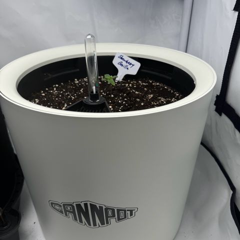 Strawberry Gorilla Auto growlog timeline photo