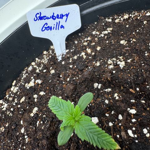 Strawberry Gorilla Auto growlog timeline photo