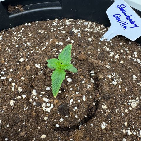 Strawberry Gorilla Auto growlog timeline photo
