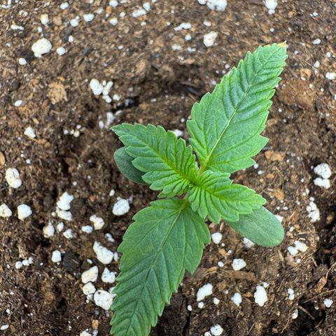 Strawberry Gorilla Auto growlog timeline photo