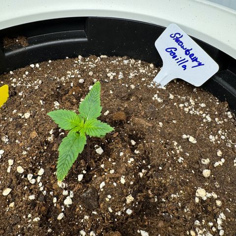 Strawberry Gorilla Auto growlog timeline photo