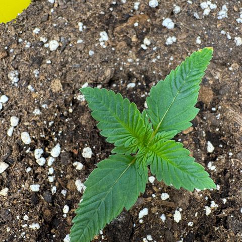 Strawberry Gorilla Auto growlog timeline photo