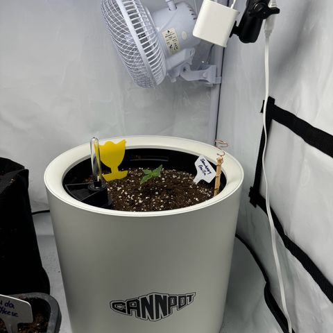 Strawberry Gorilla Auto growlog timeline photo