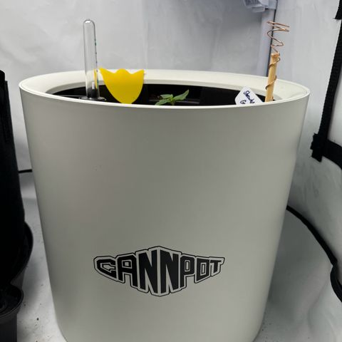Strawberry Gorilla Auto growlog timeline photo