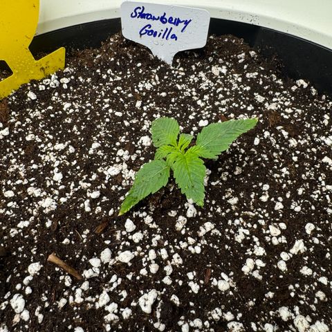 Strawberry Gorilla Auto growlog timeline photo