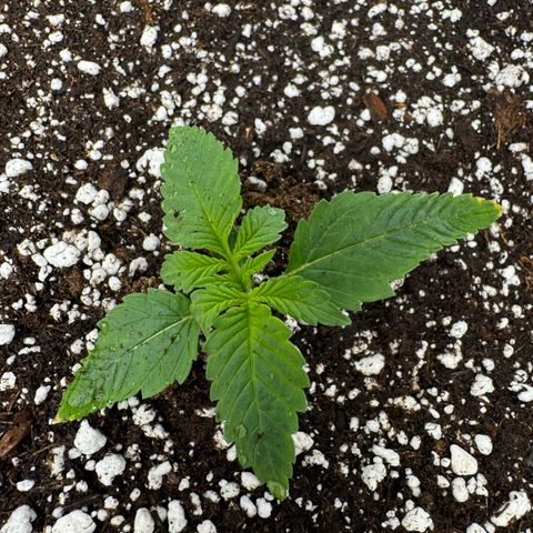 Strawberry Gorilla Auto growlog timeline photo