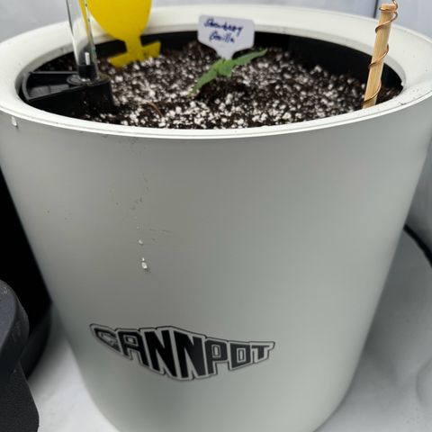 Strawberry Gorilla Auto growlog timeline photo