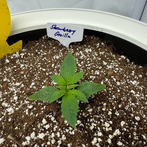 Strawberry Gorilla Auto growlog timeline photo