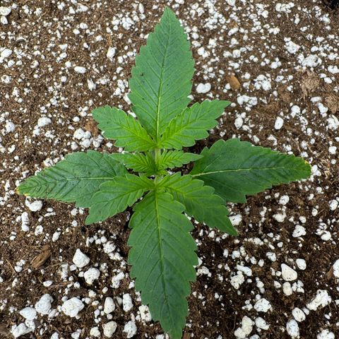 Strawberry Gorilla Auto growlog timeline photo