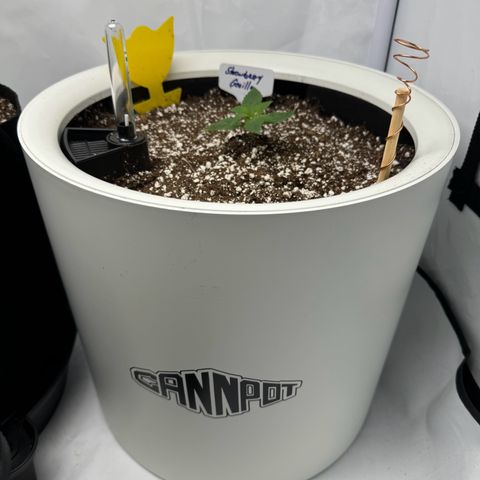 Strawberry Gorilla Auto growlog timeline photo