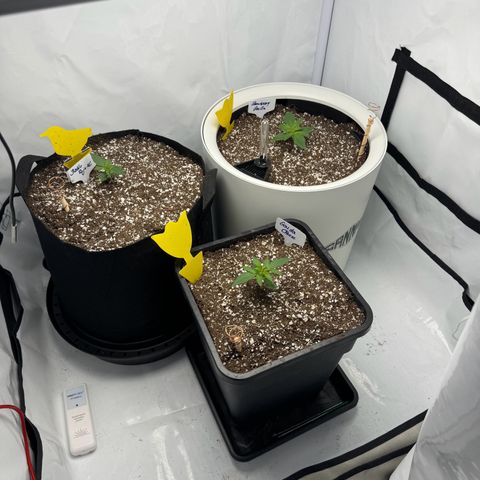Strawberry Gorilla Auto growlog timeline photo