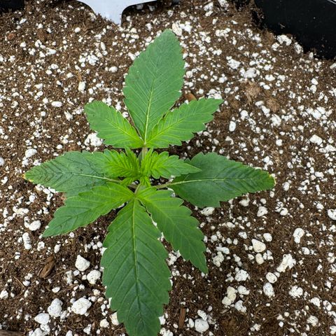 Strawberry Gorilla Auto growlog timeline photo