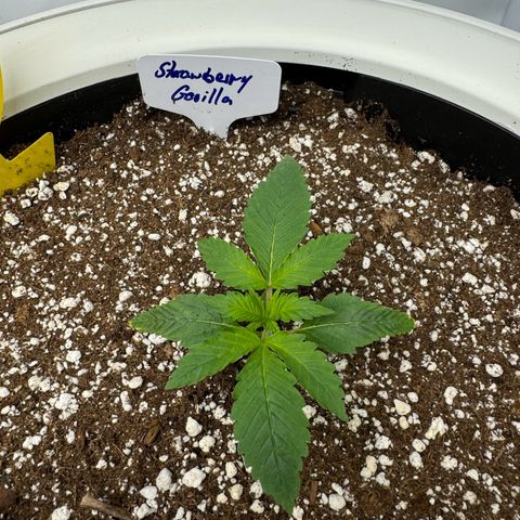 Strawberry Gorilla Auto growlog timeline photo