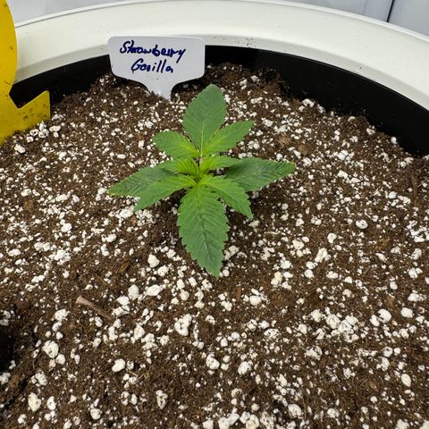 Strawberry Gorilla Auto growlog timeline photo
