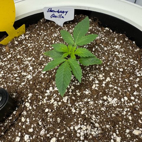 Strawberry Gorilla Auto growlog timeline photo