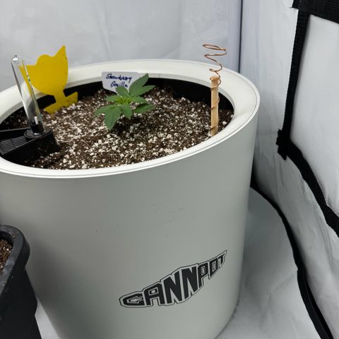 Strawberry Gorilla Auto growlog timeline photo